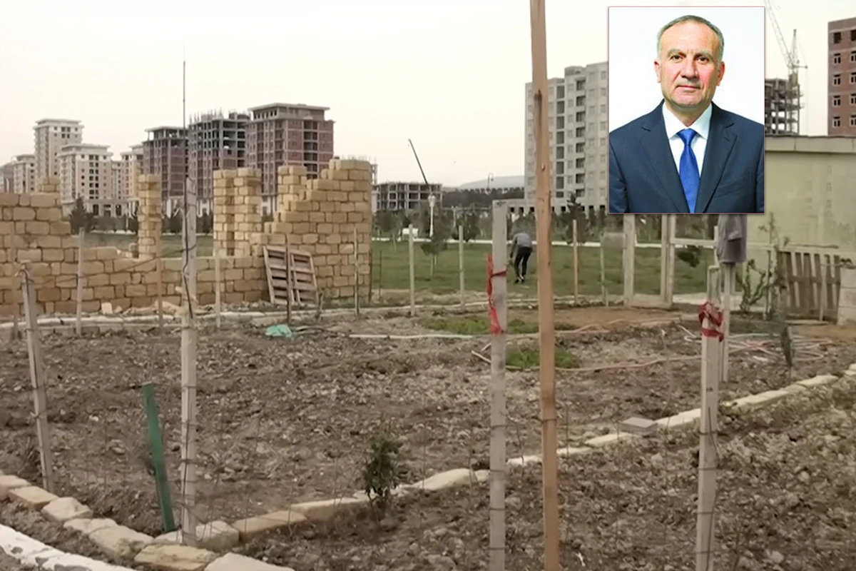Xiyar, pomidor əkilən Sumqayıt bulvarının rəisi işdən çıxarılıb - İDDİA + FOTO/VİDEO
