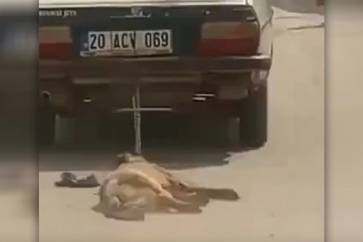 İti zəncirlə avtomobilin arxasına bağlayıb yolda sürüdü - VİDEO