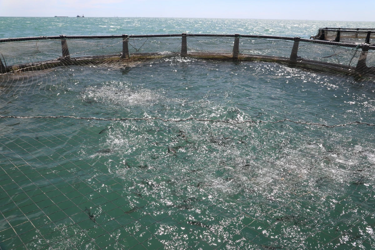 Xəzər dənizinə qızılbalıq körpələri buraxılıb - FOTO