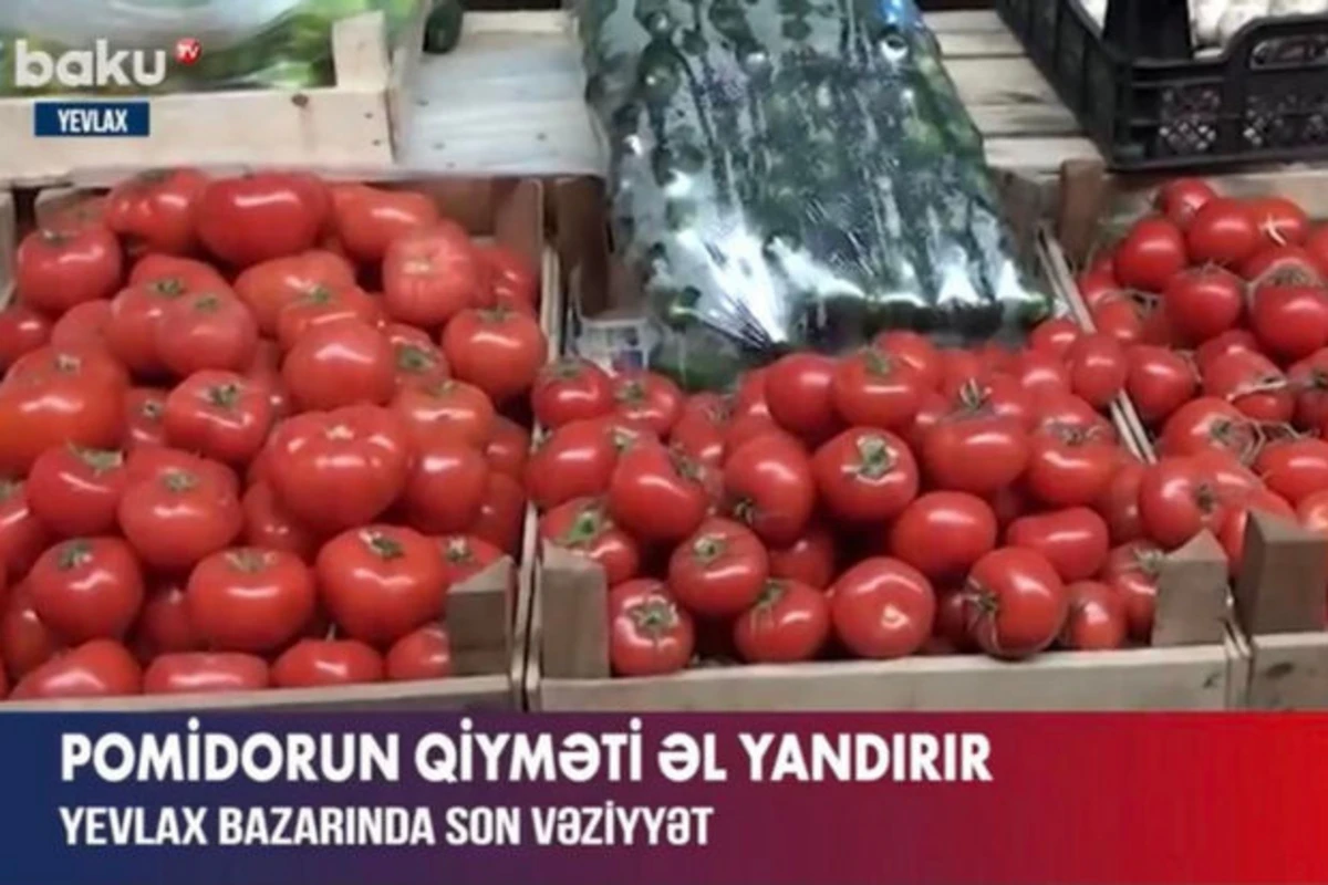 Yevlax bazarında pomidorun qiyməti “əl yandırır” - VİDEO
