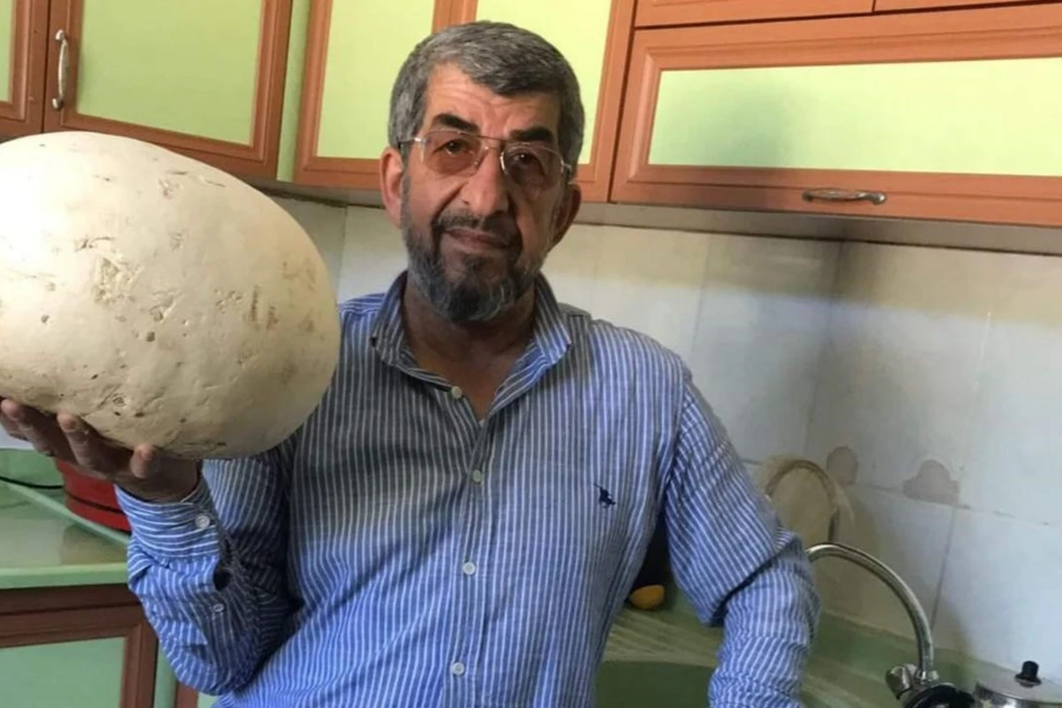 Türkiyədə gəzintiyə çıxan kəndlilər 4 kiloqram çəkidə göbələk tapdılar - FOTO