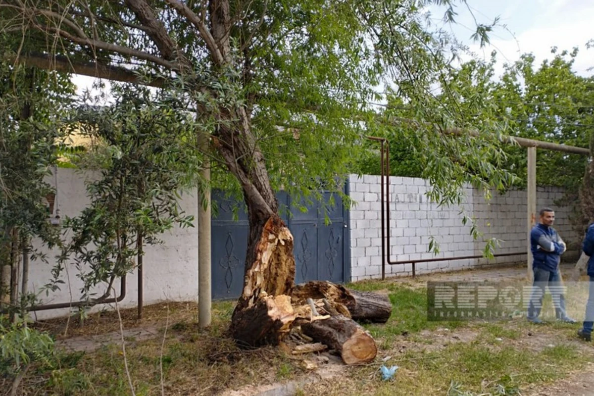 Salyanda güclü külək ağacları aşırıb, elektrik xətləri qırılıb, şəhərin bir hissəsi işıqsız qalıb