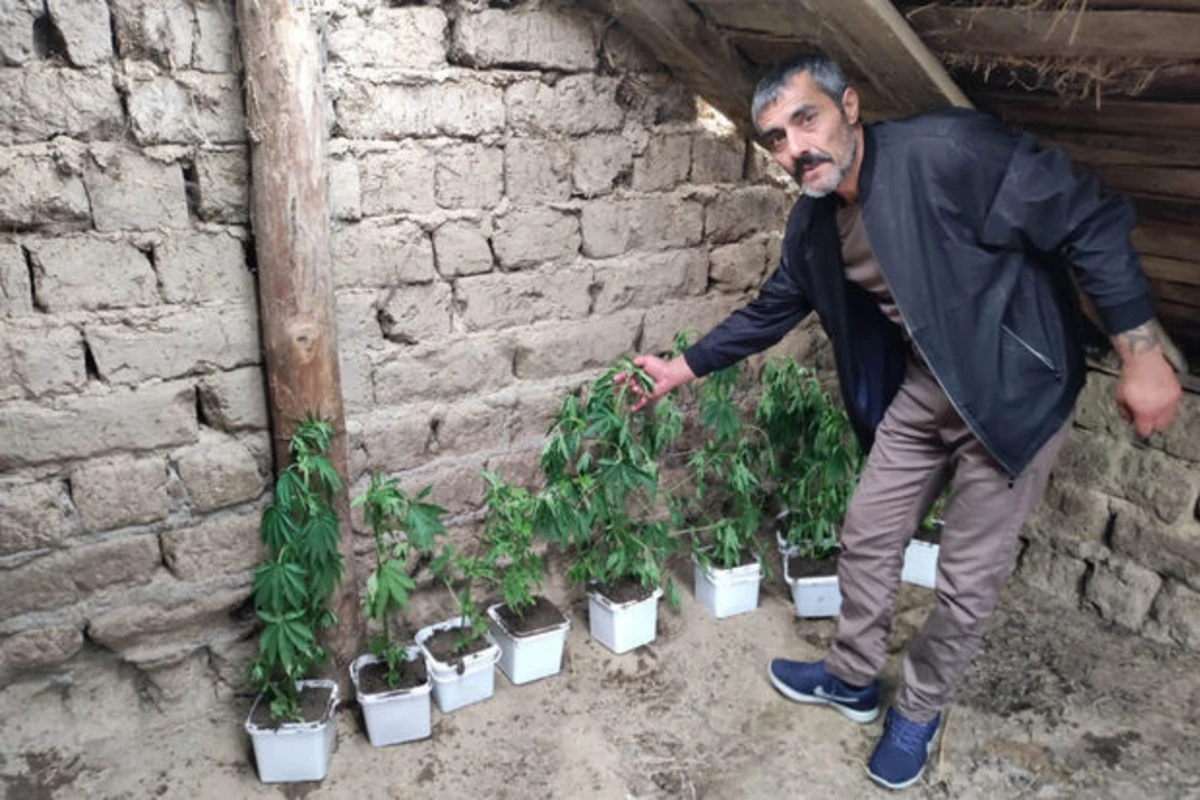 Samuxda narkotik yetişdirən şəxs saxlanılıb - FOTO