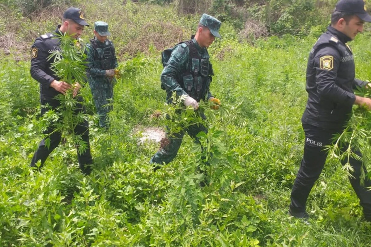 Zəngilanda yabanı halda bitən çətənə bitkisi yandırılaraq məhv edilib - FOTO