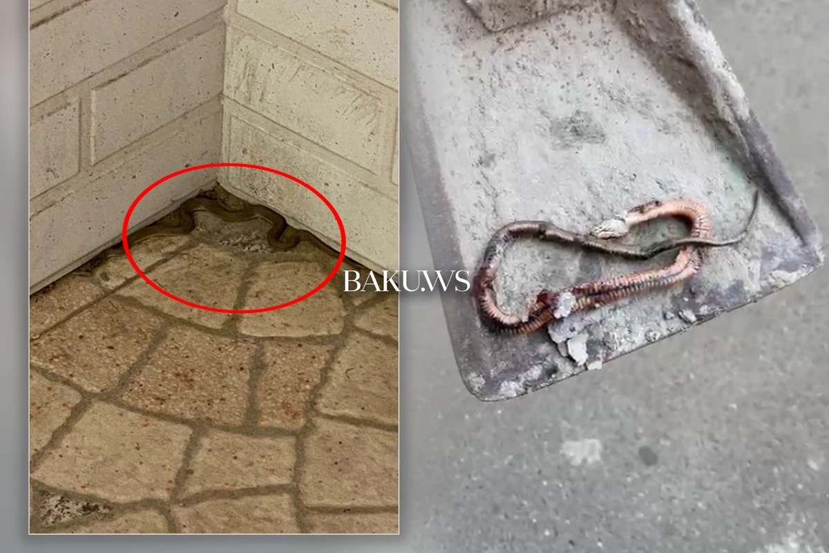 Рядом со станцией метро  Эльмляр Академиясы обнаружена змея - ВИДЕО