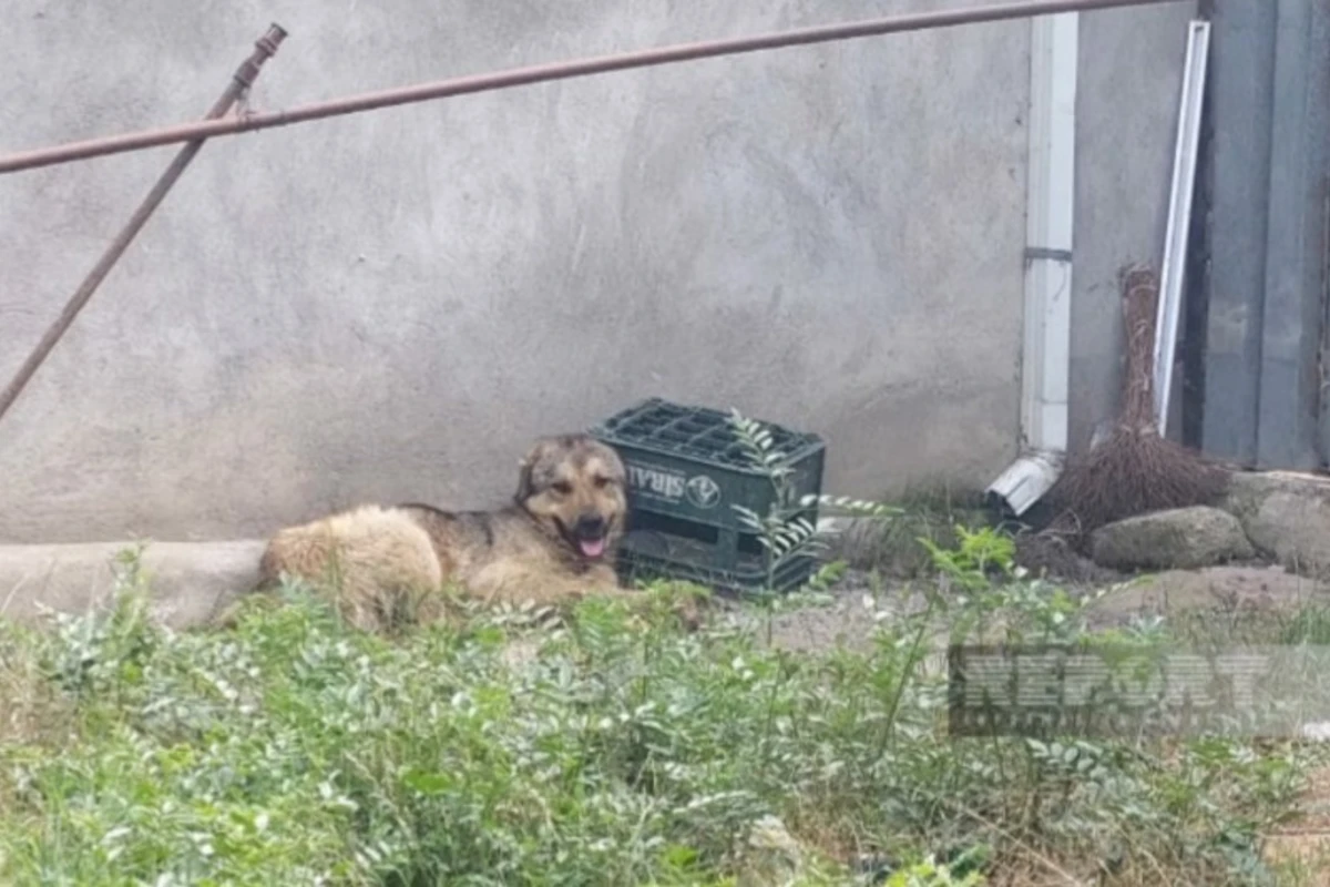 В Джалилабаде несовершеннолетняя скончалась после укуса бешеной собаки - ФОТО