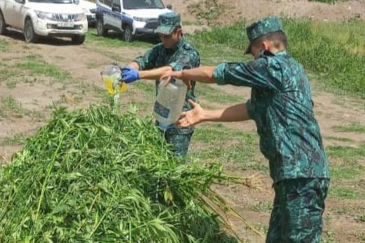 Laçında bir tondan artıq çətənə kolu məhv edilib - FOTO