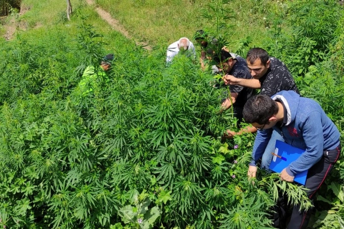 Qazaxda çətənə kolları məhv edilib - FOTO
