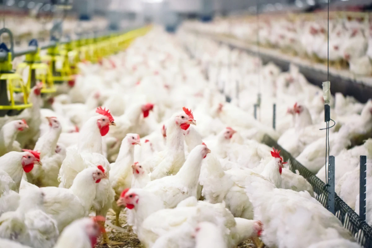 Azərbaycanda quş qripi xəstəliyinin törədicisinə rast gəlinib? - RƏSMİ