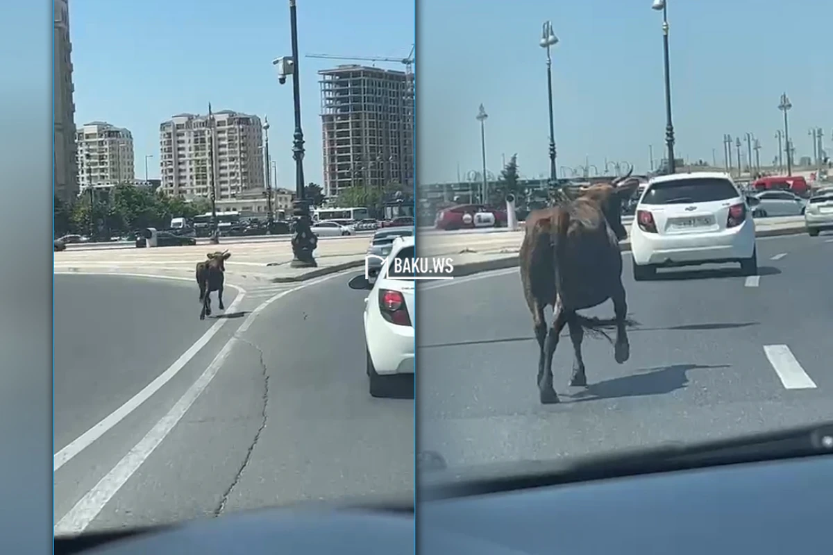 Bakıda inək prospekti bir-birinə qatdı - VİDEO Bakıda inək prospekti bir-birinə qatdı - VİDEO