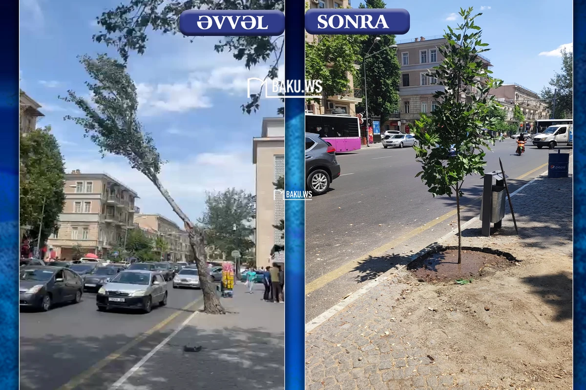 Paytaxtın mərkəzində təhlükə yaradan ağac kəsilib yerinə başqası əkildi - FOTO/VİDEO