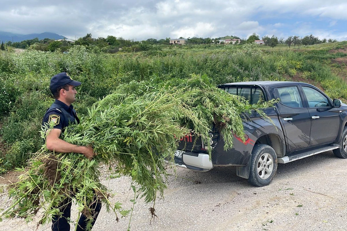 Xocavənddə 1,5 ton narkotik tərkibli bitki məhv edilib - FOTO