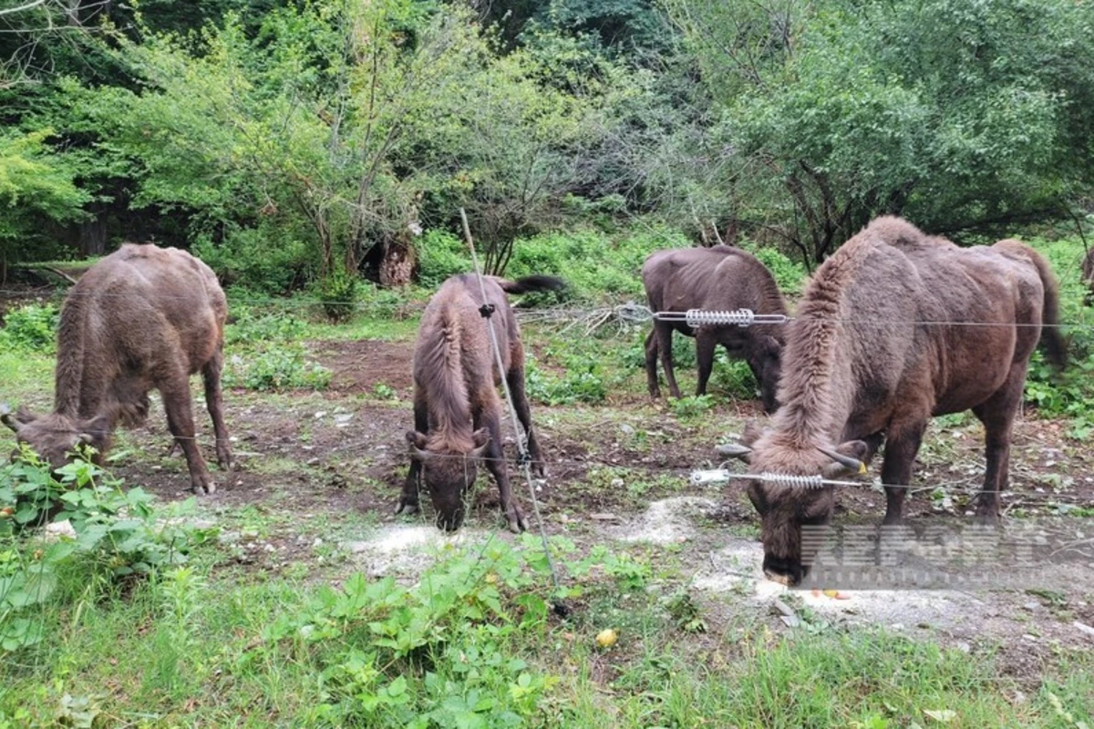 Şahdağ Milli Parkında son iki həftədə dörd zubr balası doğulub - FOTO