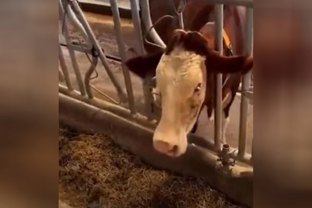 Qurban Bayramı üçün satılan inəyə spirtli içki içirdiblər? - FOTO/VİDEO Qurban Bayramı üçün satılan inəyə spirtli içki içirdiblər? - FOTO/VİDEO