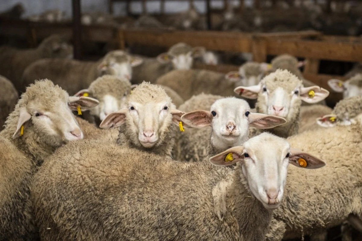 Hansı heyvanları qurbanlıq kəsmək olar? - QMİ-dən FƏTVA Hansı heyvanları qurbanlıq kəsmək olar? - QMİ-dən FƏTVA