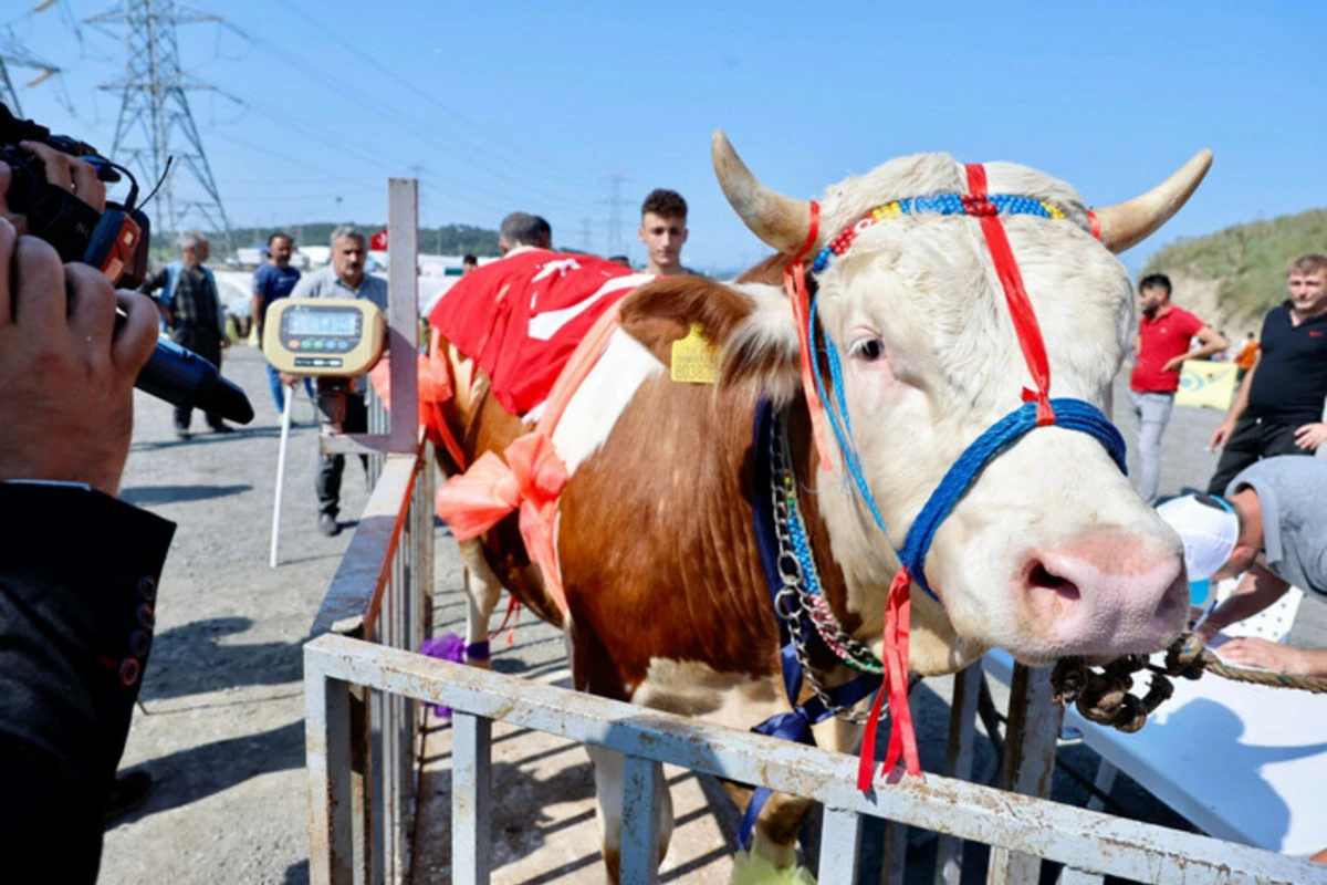 Qurbanlıq heyvanların gözəllik yarışı keçirildi - FOTO