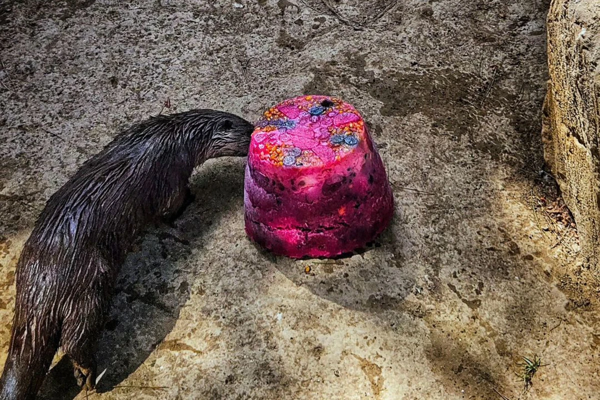 Bakı Zooloji Parkında su samurunun ad günü - Tort hazırlandı - FOTO