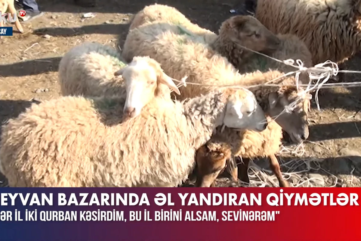 Göyçayda heyvan bazarında qiymətlər “cib yandırır” - VİDEO