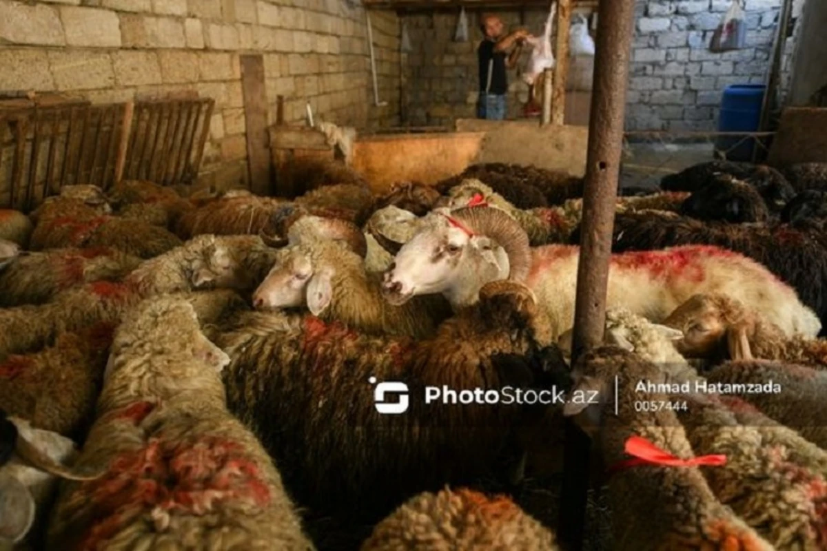 Qurbanlıq heyvanların QİYMƏTLƏRİ - VİDEO