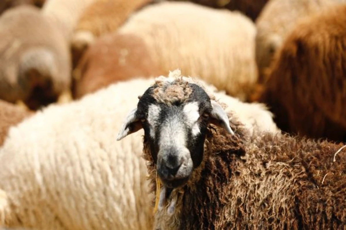 138 ünvanda qurbanlıq heyvanların satışı və kəsimi xidmətləri təşkil edilib - FOTO