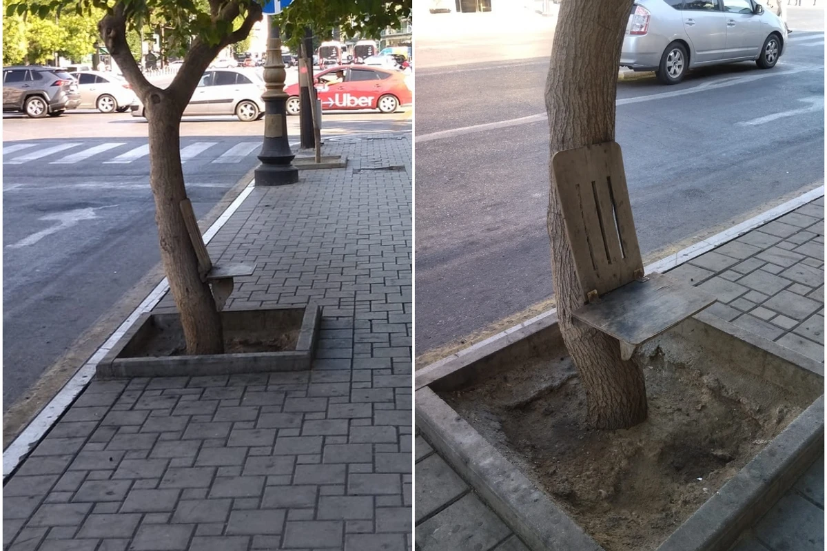 Bakıda stulu ağaca mismarladılar - FOTO