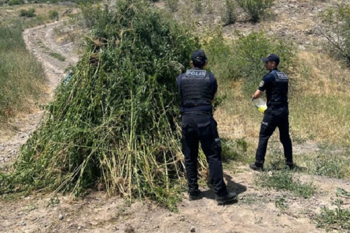 В Зангилане уничтожено свыше 3 тонн дикорастущей конопли - ФОТО