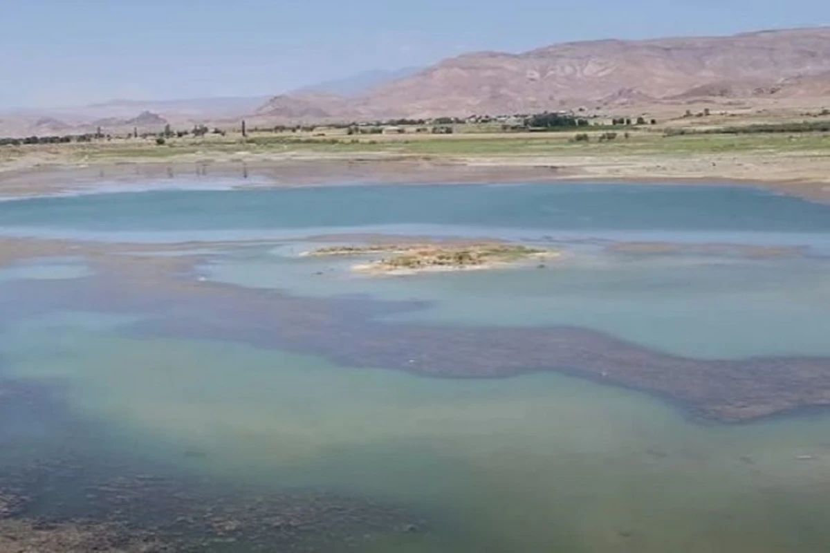 На Сирабском водохранилище посажены гектары хлебных злаков - ВИДЕО
