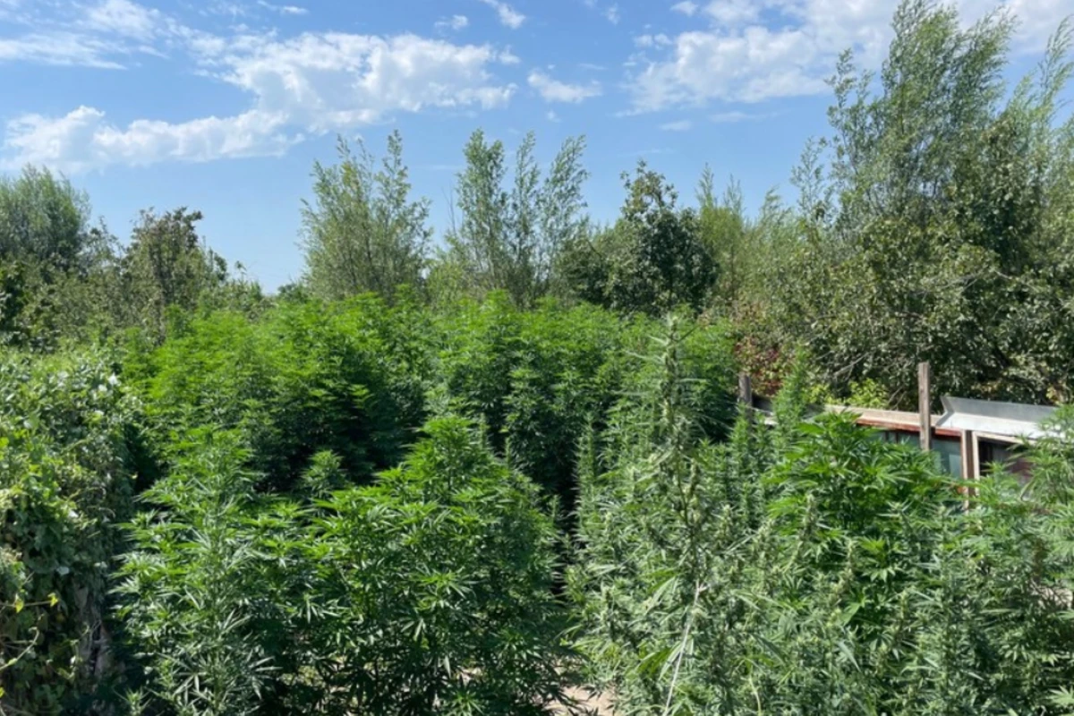 У жителя Сабирабада изъяли кусты конопли и марихуану