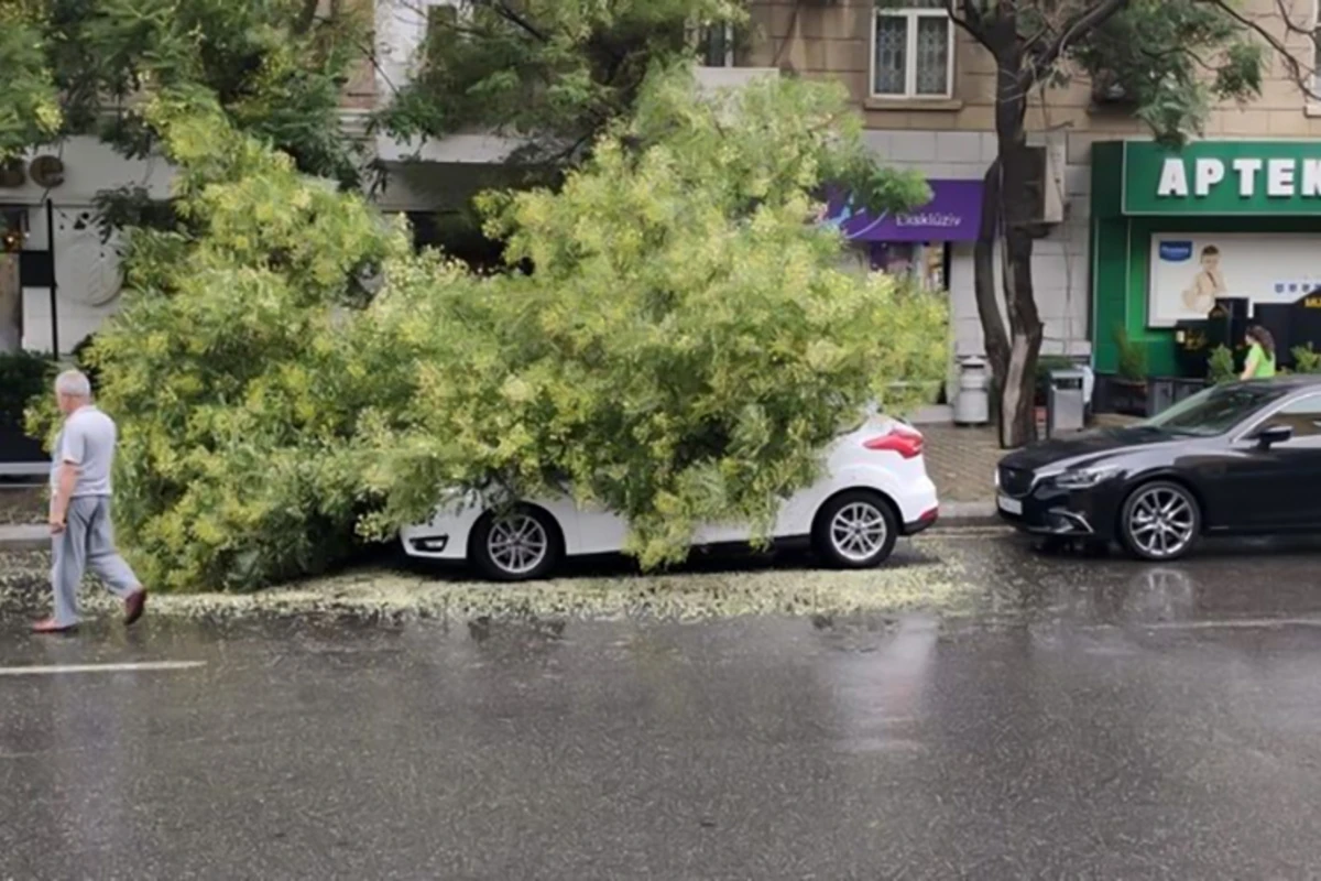 В Баку на автомобиль упало дерево - ФОТО