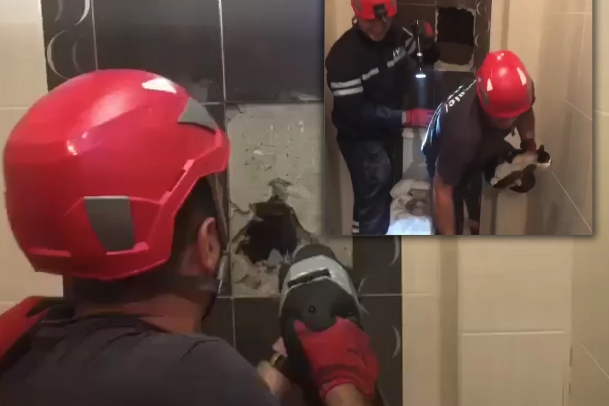 Bakıda binanın şaxtasına düşən pişiyi belə xilas etdilər - VİDEO Bakıda binanın şaxtasına düşən pişiyi belə xilas etdilər - VİDEO