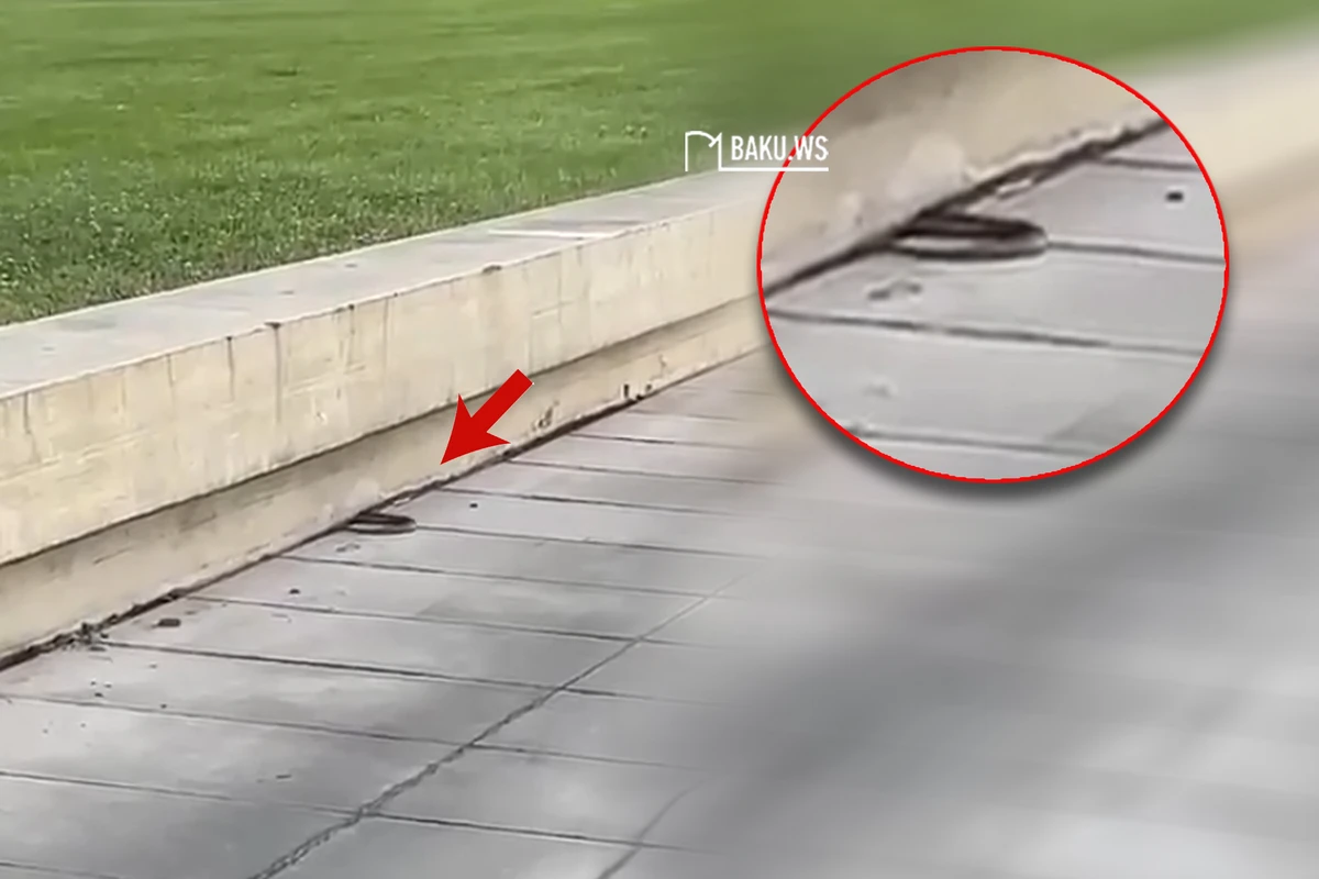 В центре города обнаружили змею - ВИДЕО