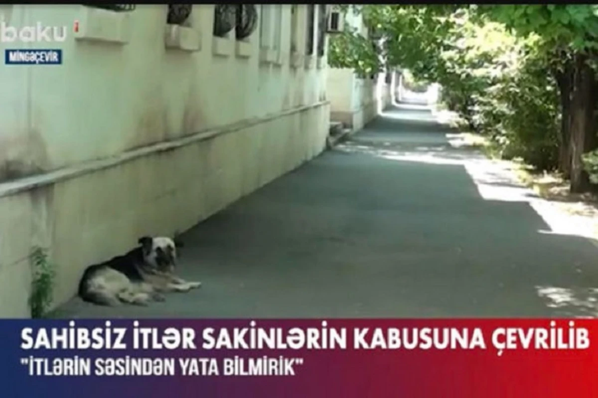 Mingəçevirdə sahibsiz itlər sakinlərin kabusuna çevrilib: İcra hakimiyyəti isə məsələni müzakirə edir - VİDEO