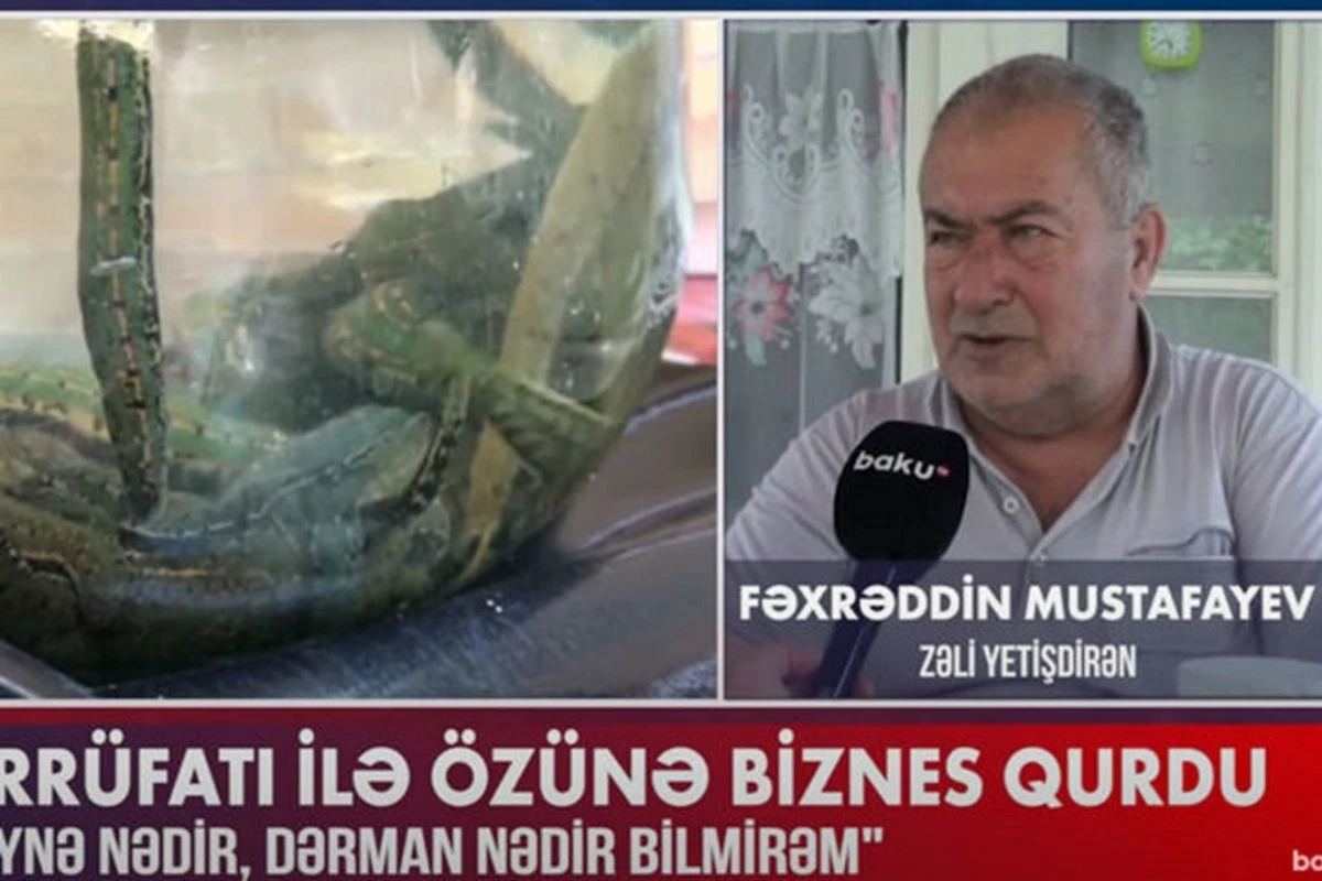 Zəli təsərrüfatı ilə öz biznesini quran 72 yaşlı Oğuz sakini - VİDEO