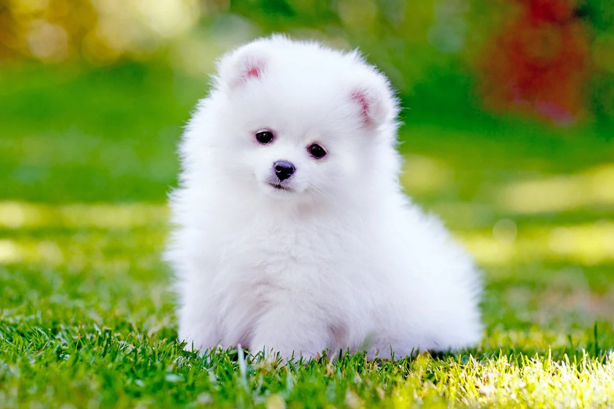 Qaçaqmalçılıqla Türkiyəyə gətirilən Pomeranian cinsi itlər müsadirə edildi Qaçaqmalçılıqla Türkiyəyə gətirilən Pomeranian cinsi itlər müsadirə edildi