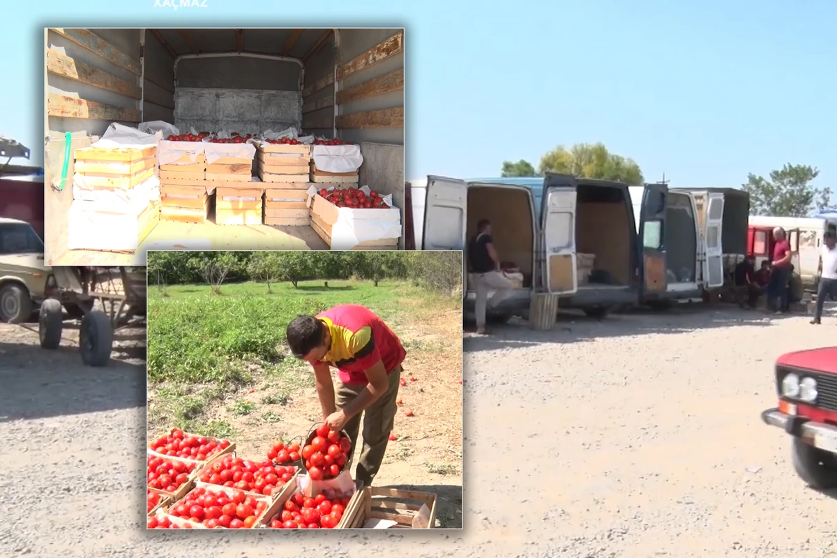 Pomidor almaq istəyənlərin NƏZƏRİNƏ - Kiloqramı 20 qəpik, yeşiyi 5 manat - VİDEO