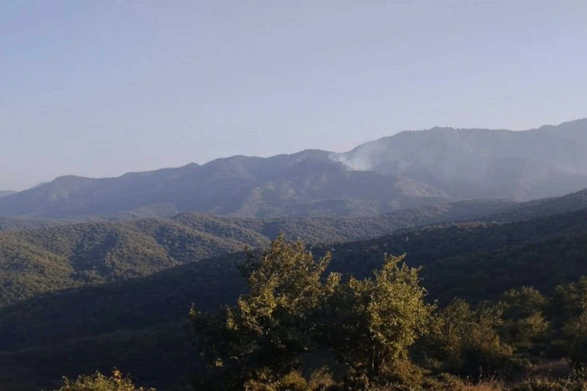 Cəlilabadda meşədə yanğın olub, hadisəni törədən şəxs müəyyən edilib Cəlilabadda meşədə yanğın olub, hadisəni törədən şəxs müəyyən edilib