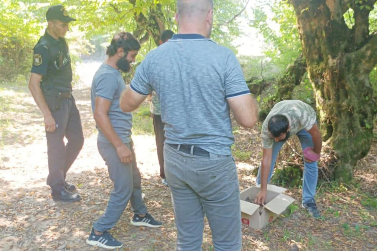 Azərbaycanda kirpi ovlayanlar saxlanıldı Azərbaycanda kirpi ovlayanlar saxlanıldı