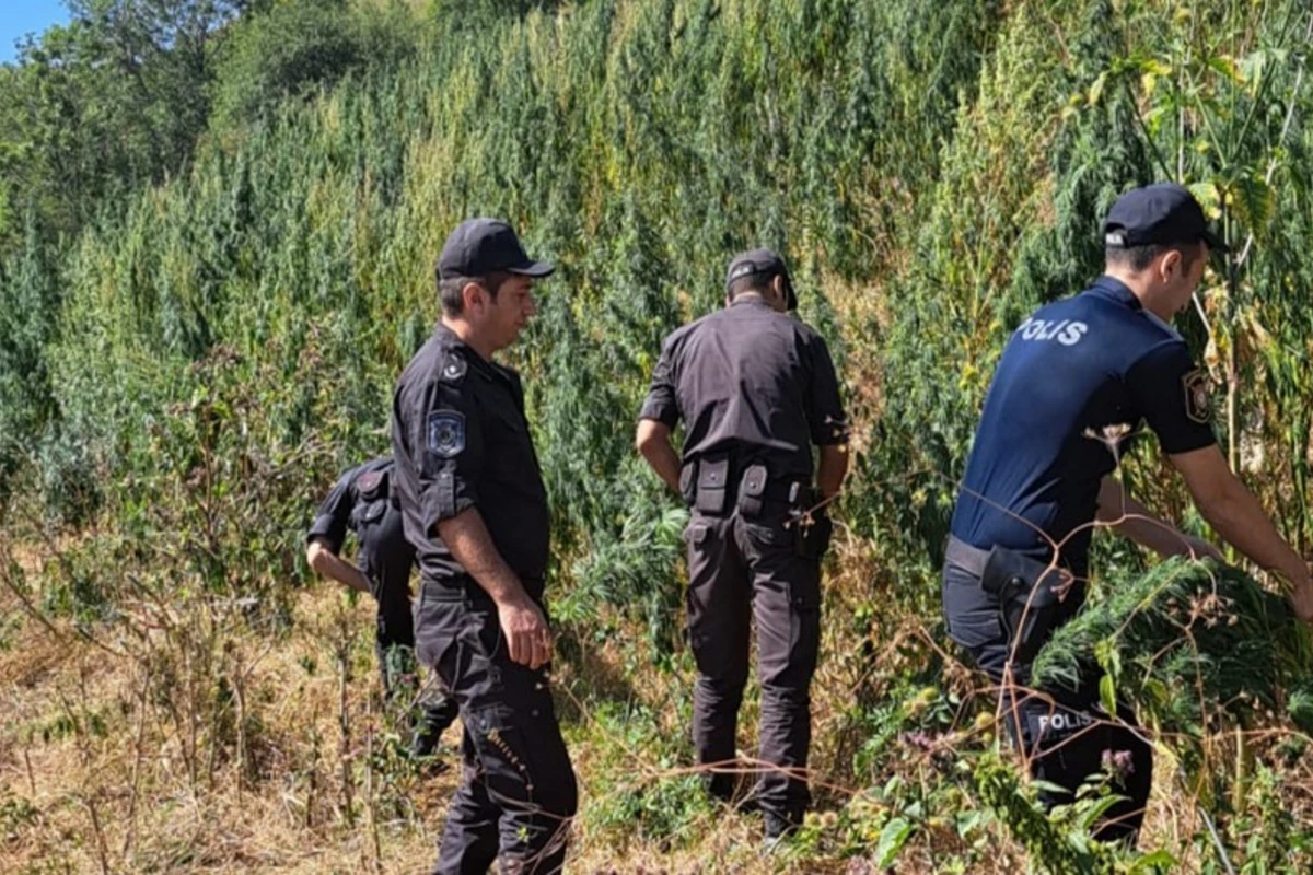 Laçında 2,6 ton çətənə məhv edilib