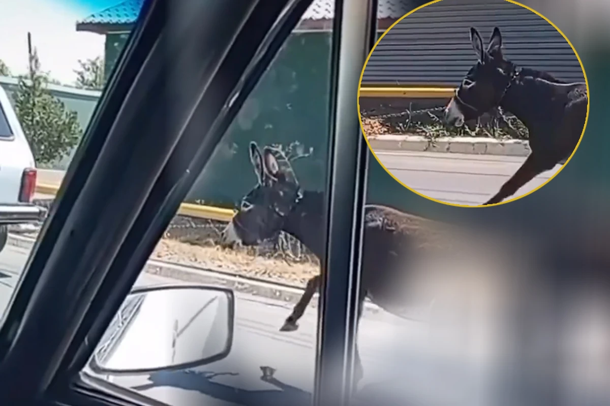 В Азербайджане зафиксирован факт бесчеловечного обращения с домашним животным - ВИДЕО