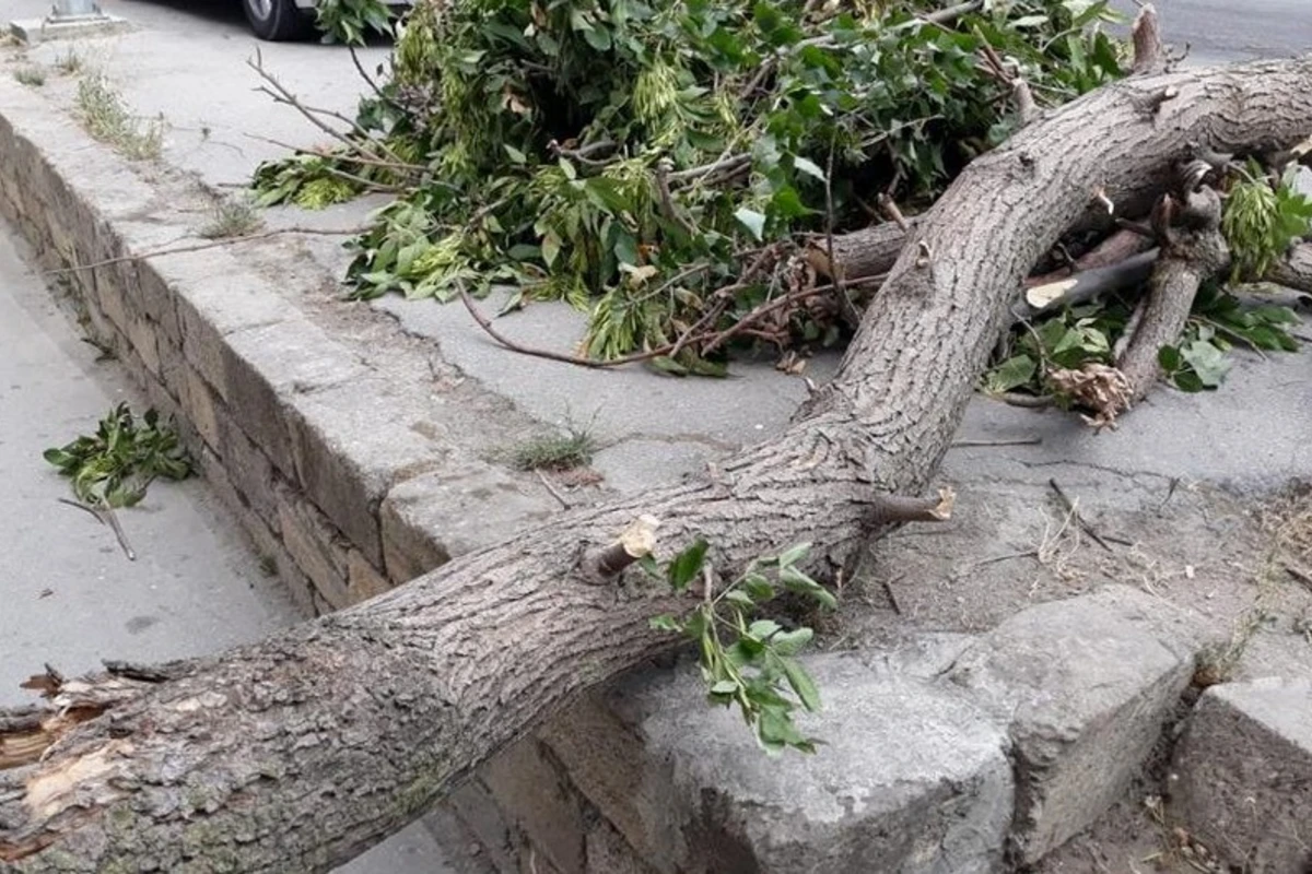 Qəbələdə külək ağacı yola aşırıb, avtomobillərin hərəkətinə maneə yaranıb