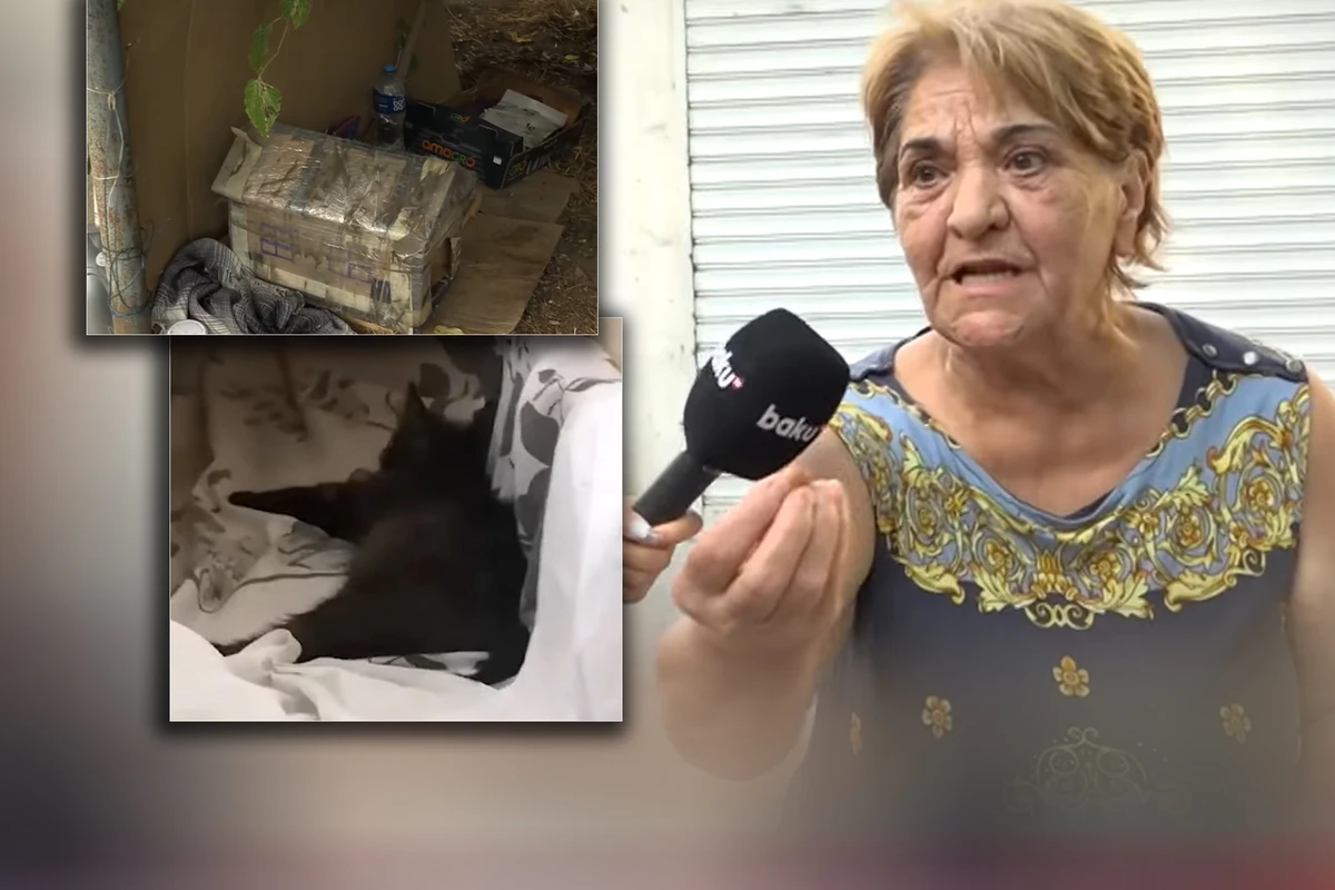 Bakıda pişikləri müxtəlif üsülla öldürən manyak peyda olub - VİDEO