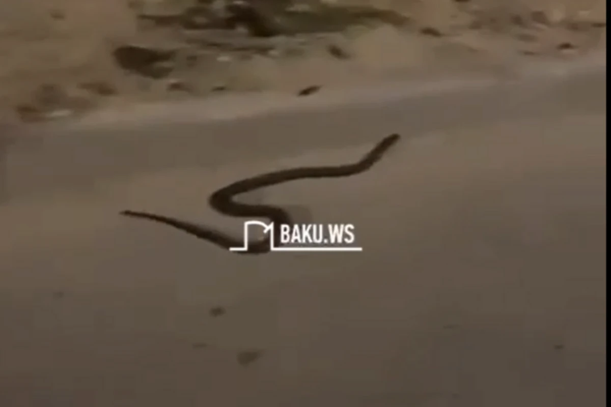 Еще на одной улице Баку появилась змея - ВИДЕО