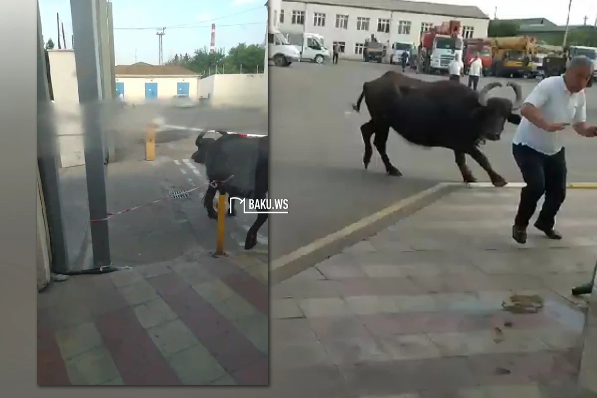 Camış Bakıda insanlara hücum edib, maşınlara ziyan vurdu - VİDEO