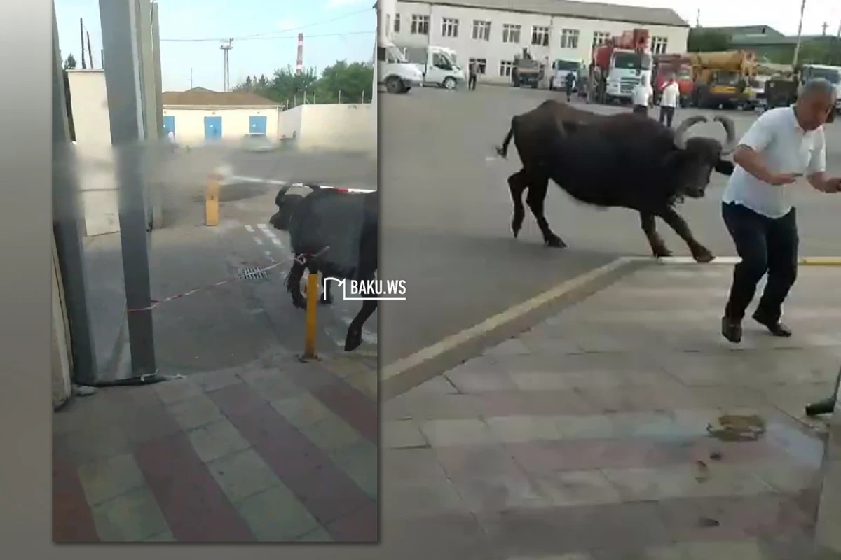 В Баку буйвол напал на людей и помял машины - ВИДЕО