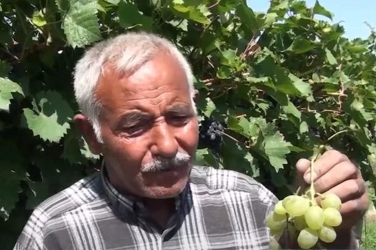 Üzümçülükdə dərmanlar “dərd” yaradıb: Fermerlər çarəsiz qalıblar - VİDEO