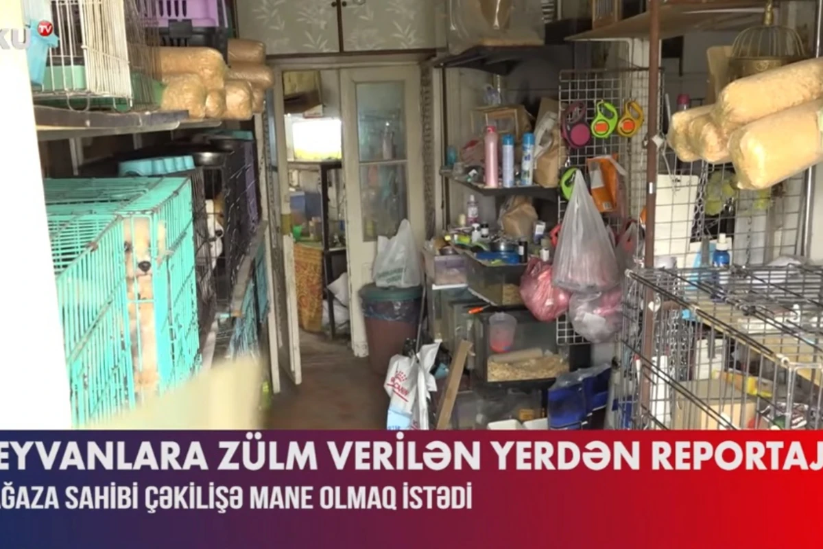 Heyvanlara qarşı görünməmiş vəhşiliyi edib satan şəxsin GÖRÜNTÜLƏRİ - VİDEO