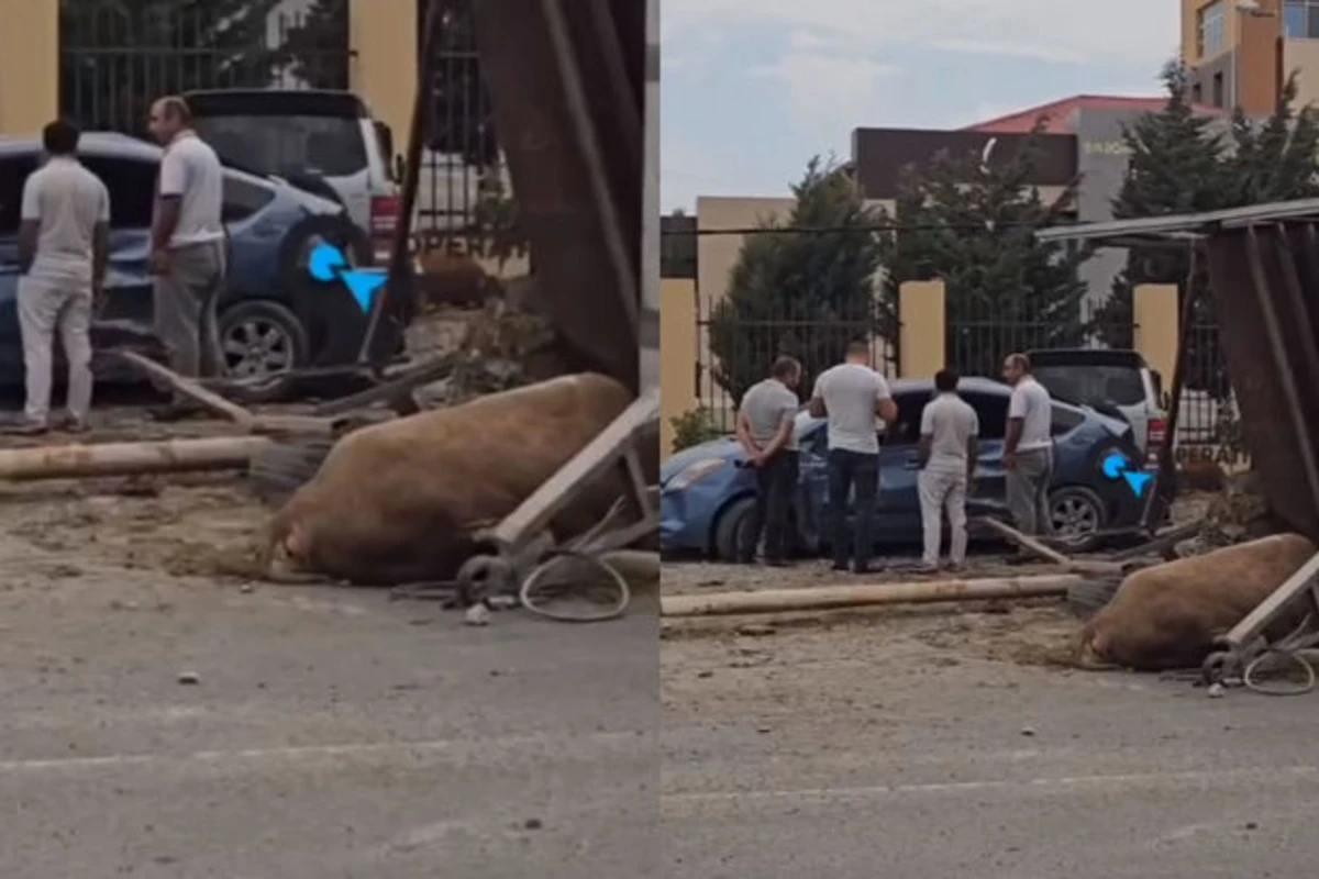 Bakıda “Prius” heyvan aparan yük avtomobili ilə toqquşdu, tıxac yarandı - VİDEO