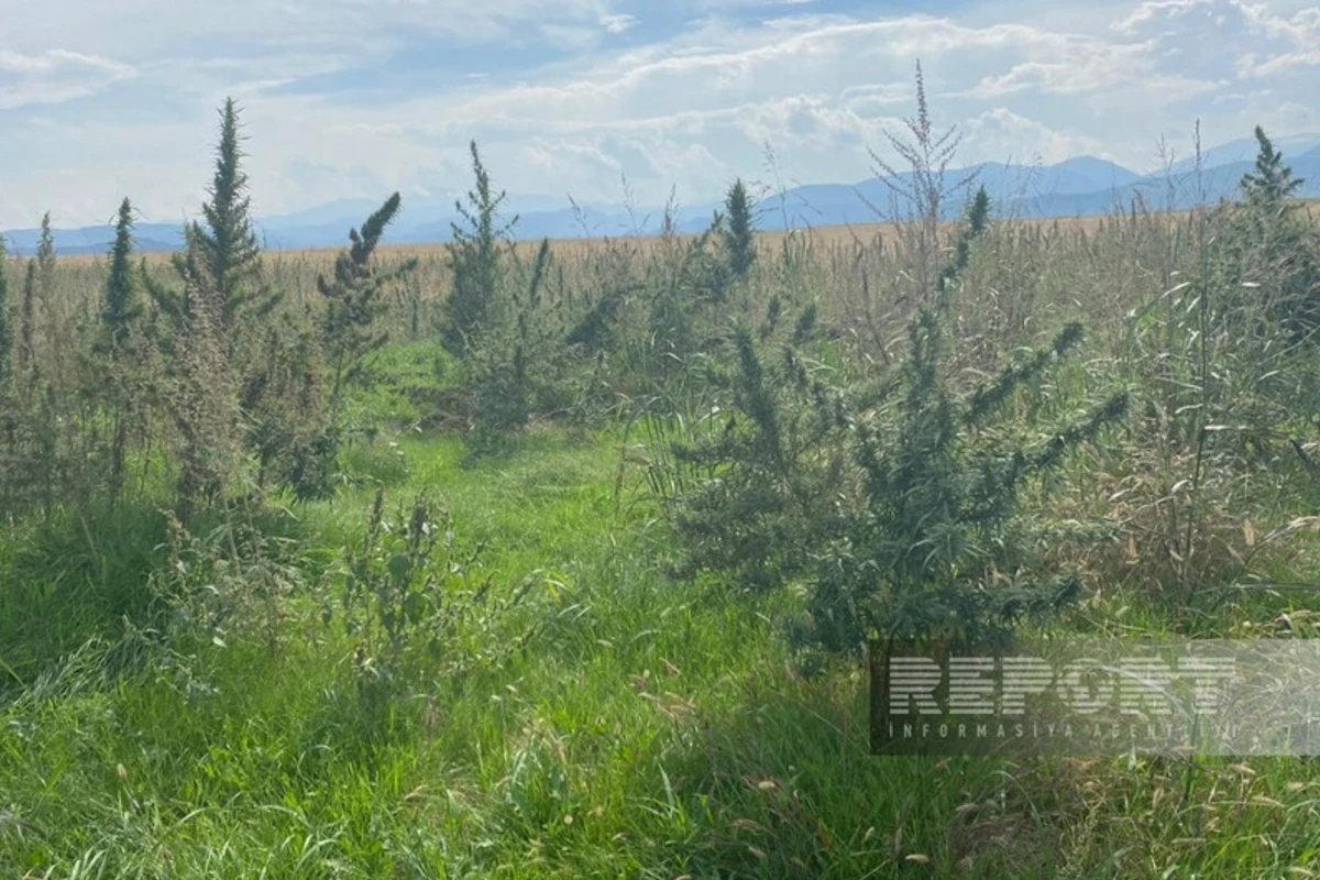 Xocalıda narkotik transplantasiyası aşkarlanıb - FOTO