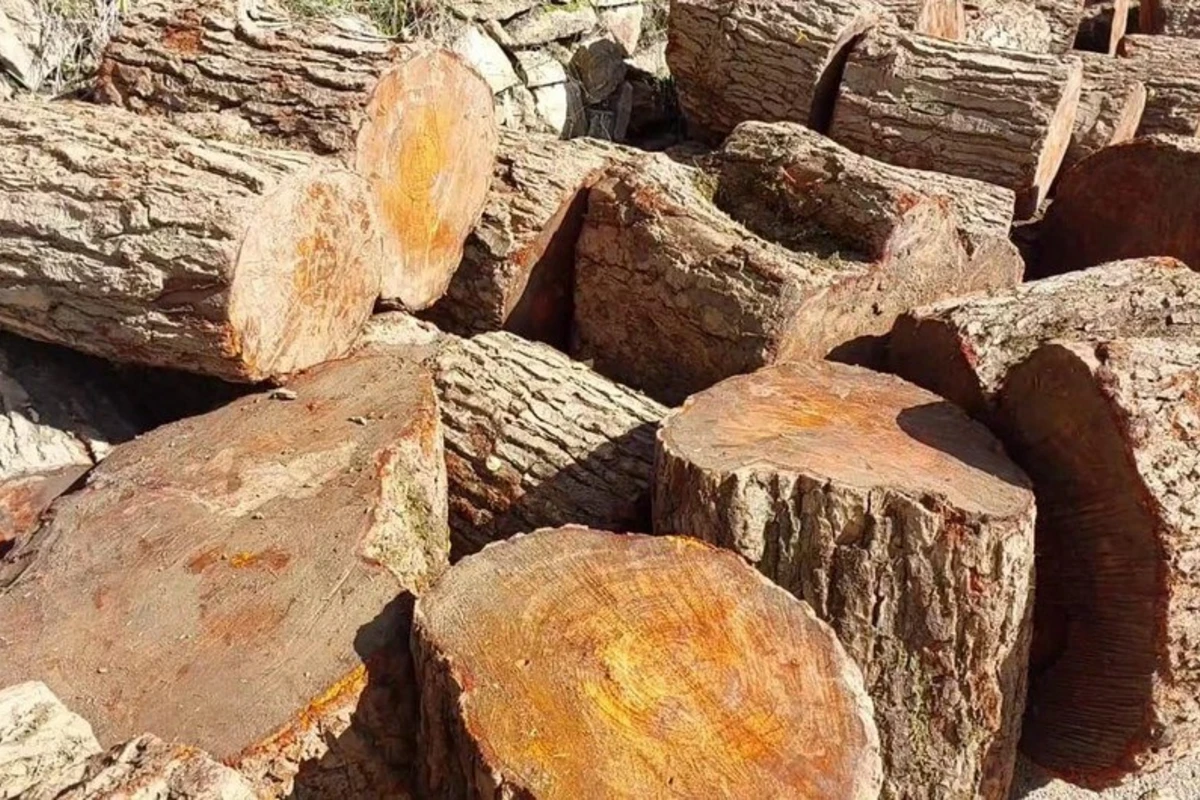Lerikdə qanunsuz əldə edilmiş meşə materialı aşkarlanıb