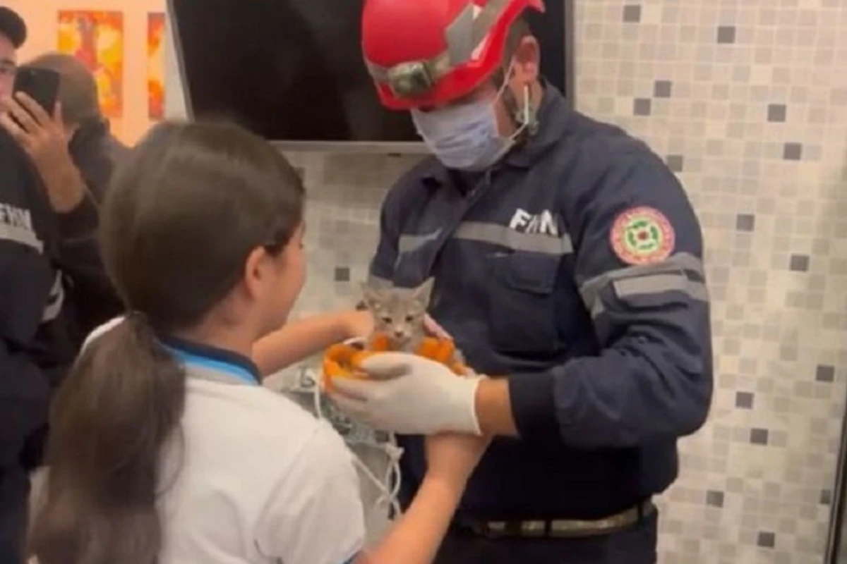 Bakıda binanın havalandırma şaxtasına düşən pişiyin xilas edilmə anı - VİDEO Bakıda binanın havalandırma şaxtasına düşən pişiyin xilas edilmə anı - VİDEO